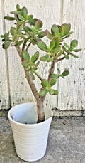 Big Jade Plant 12-16” Tall, Live Succulent Crassula ovata, Real Tree Rooted