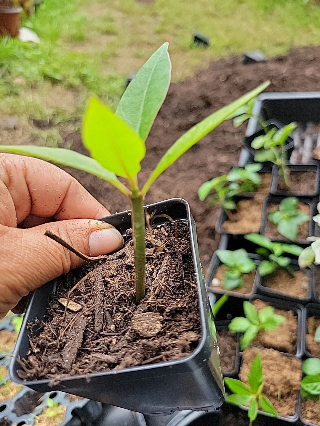 Plumeria Plant 2.5 Inches Red Plumeria Varietal (Plumeria spp.) - Rooted Plant
