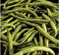 Heirloom Bean Seeds - Commodore Bush Variety, 500+ Non-GMO Green Beans, Organic Gardening Seeds