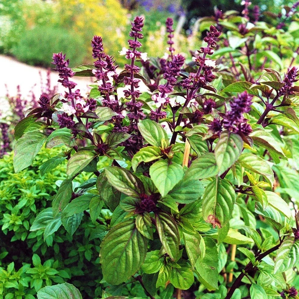 Licorice Basil Seeds - 50 Count Non-GMO Seed Pack - Flavorful Culinary Herb - Ocimum basilicum
