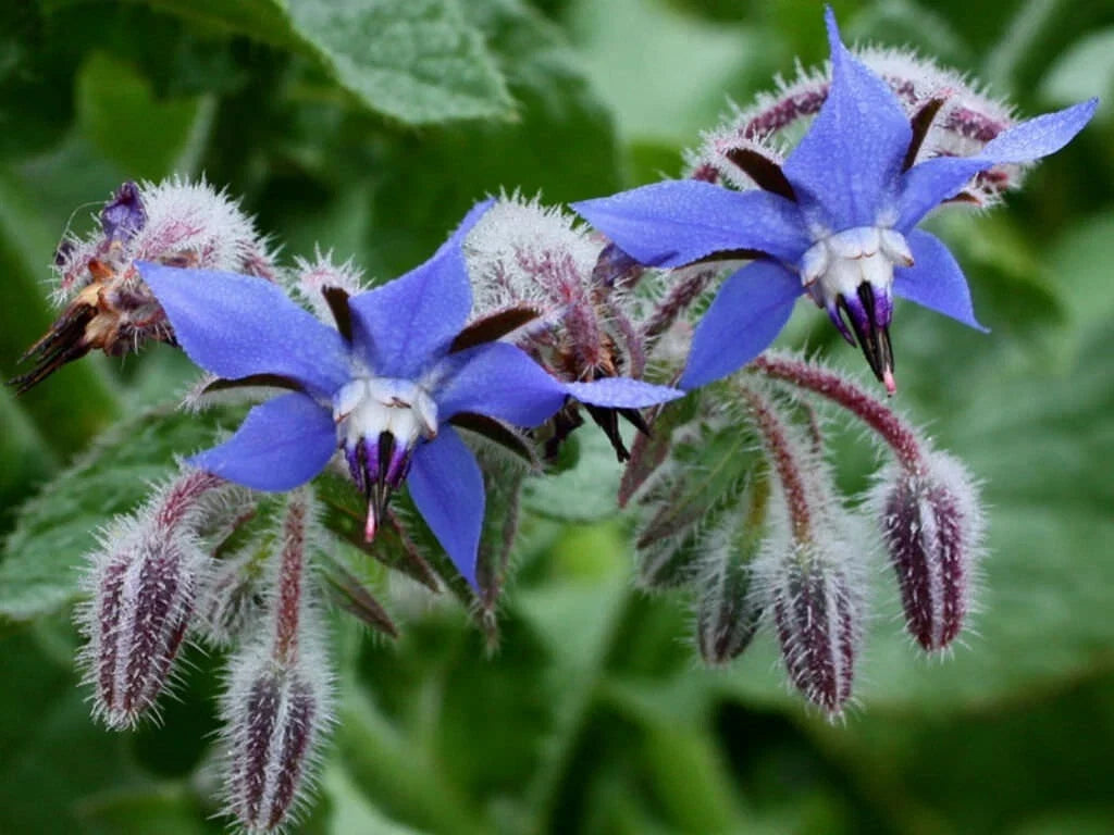 Borage Herb Seeds - 50+ Heirloom NON-GMO Pest Repellent - Borago officinalis