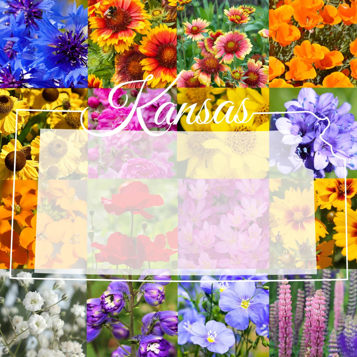 Western Kansas Wildflower Seed Mix 1/4 Pound, Covers 800 sq ft, Native Flower Blend, Bulk Wildflower Seeds