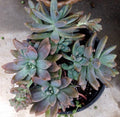 Pachyveria Blue Pearl Cuttings - 1.5" Diameter - Succulent Plant 3 Pack