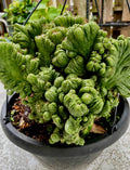 Cereus Peruvianus Repandus Monstrose Rooted Plant - Unique Cactus Variety - Ideal for Home Decor and Gardens