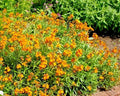 English Wallflower Seeds - 300+ Count - Groundcover & Container Variety - Erysimum cheiri