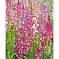 Snapdragon Seeds - Northern Lights Mix - 2001+ Variety for Spring & Fall Flower Garden - Antirrhinum majus