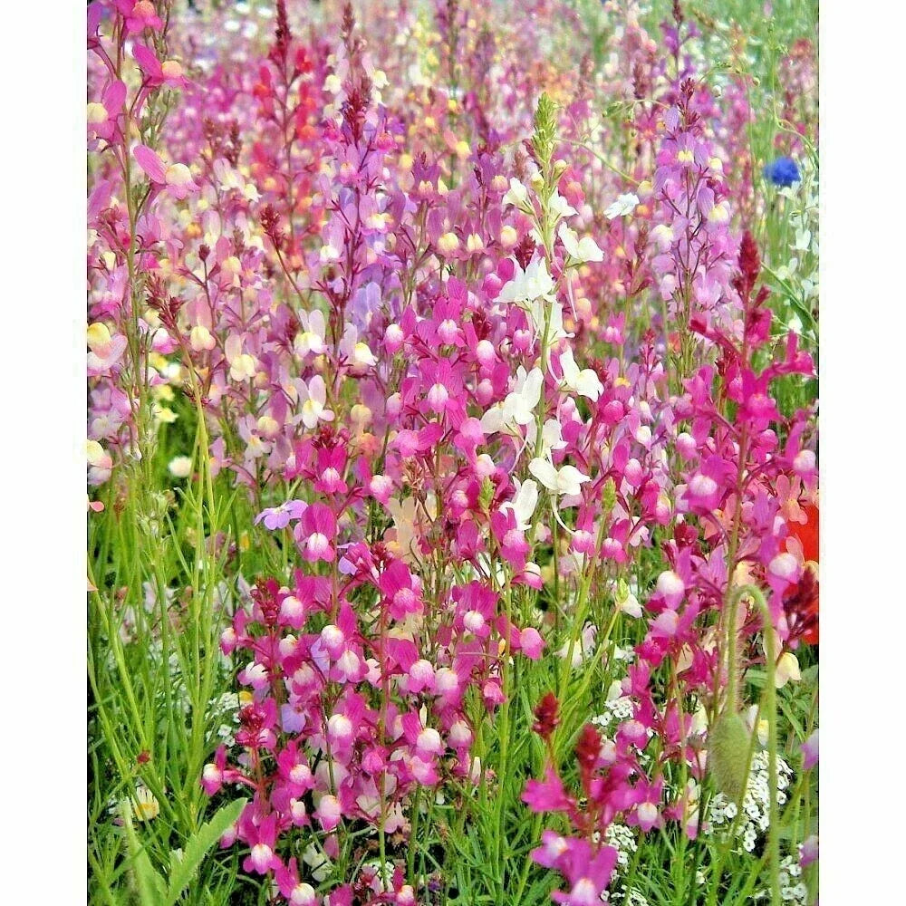 Snapdragon Seeds - Northern Lights Mix - 2001+ Variety for Spring & Fall Flower Garden - Antirrhinum majus
