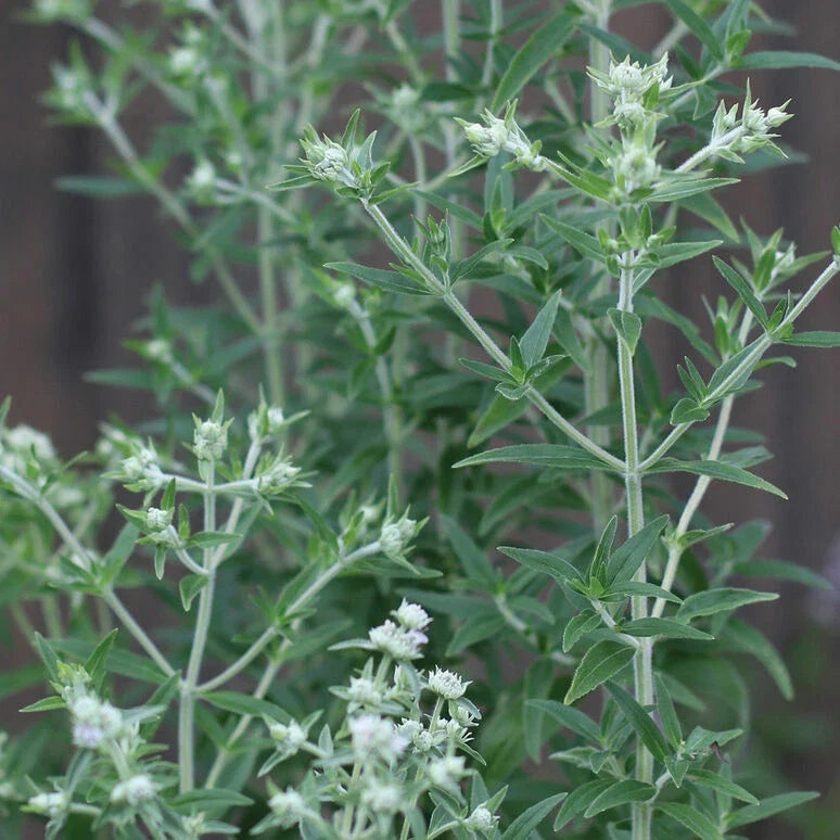 Mountain Mint Seeds - 1000 Count - Pycnanthemum pilosum - Aromatic Herb for Gardens and Landscaping