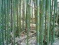 Yellow Groove Bamboo Rhizome Cuttings 3ct | Phyllostachys aureosulcata | Hardy for Zone 5