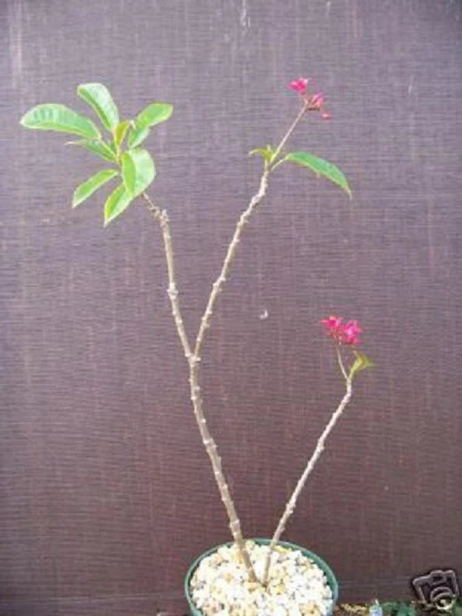 Jatropha integerrima Plant | Rare Drought-Tolerant Succulent Cactus | Ornamental Cacti for Gardens and Home Decor