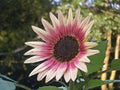 Indian Blanket Sunflower Seeds | 25+ Seeds | Exotic Colorful Blooms | Gaillardia pulchella