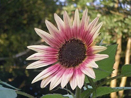 Indian Blanket Sunflower Seeds | 25+ Seeds | Exotic Colorful Blooms | Gaillardia pulchella