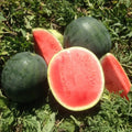 Belmont Watermelon Seeds - 50+ Pack for Garden Planting - Citrullus lanatus - USA Grown