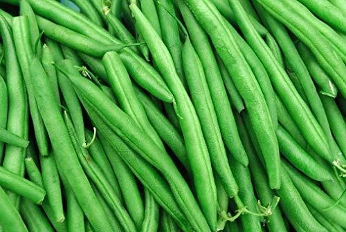 String Bean Seeds – Blue Lake Variety, 50+ Non-GMO Heirloom Seeds, Made in USA