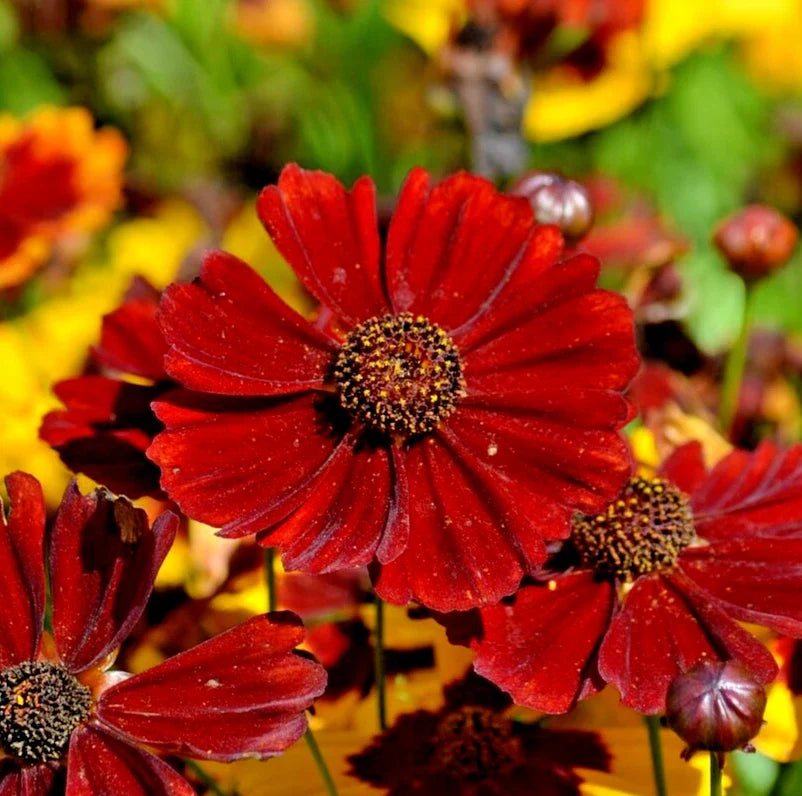 Coreopsis Seeds - 20,000 Count - "Red Dwarf" Plains Coreopsis - Annual Flowers - Coreopsis tinctorius