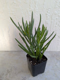 Green Bean Pincushion Peperomia 2" Rooted Pot | Peperomia ferreyrae | Indoor Houseplant