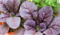 Red Giant Mustard Seeds 300+ Non-GMO Heirloom Seeds Brassica juncea - Free Shipping on 4+ Items