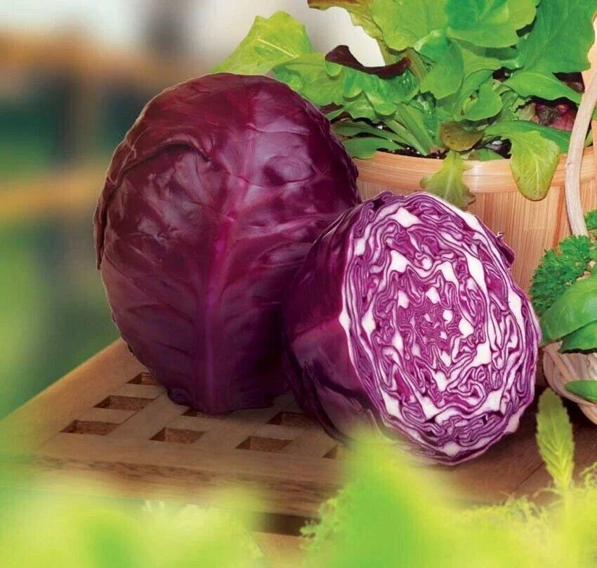 Red Acre Cabbage Seeds - 1000+ Heirloom Organic Non-GMO Seeds - Brassica oleracea