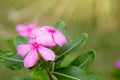 Vinca Seeds Set of 500 - Sunsplash Light Pink - Catharanthus roseus - Non-California Shipping