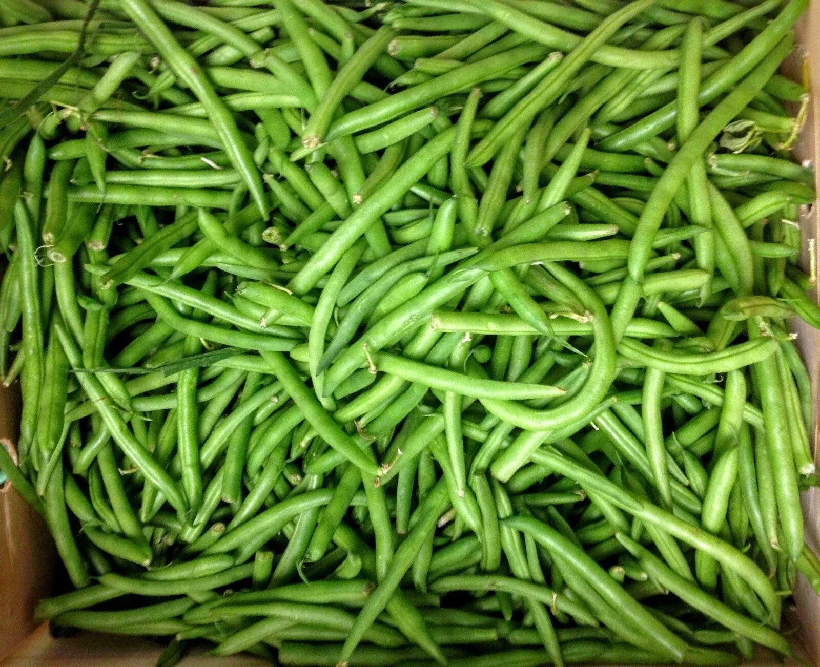 Blue Lake Bush Green Bean Seeds - Fresh Seeds for Home Garden - Phaseolus vulgaris