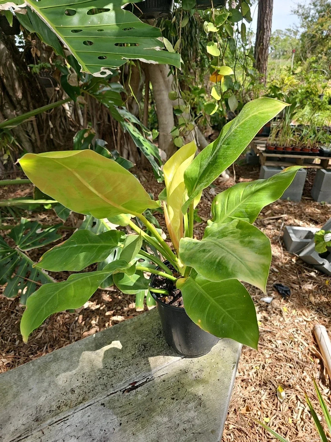 XL Philodendron Moonlight Plant, 6" Pot, 24" Tall, 24" Wide, Philodendron 'Moonlight'