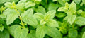 Lemon Balm Seeds 100 - 5000 Heirloom Herb Citrus Aroma Melissa officinalis, Repels Mosquitos