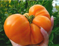 Amana Orange Tomato Seeds - 30+ Heirloom Organic NON GMO - Rare Variety - Solanum lycopersicum