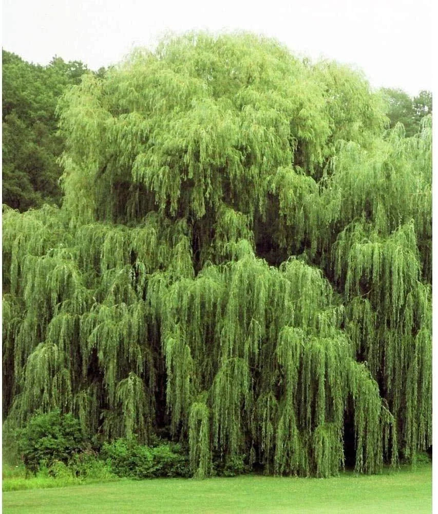 Golden Weeping Willow Trees - 2 Pack - Live Plants - Arching Branches - Salix babylonica