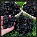 Giant Blackberry Cuttings - 5 Fresh Rooting Cuttings - Rubus fruticosus