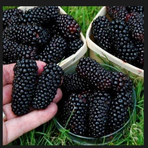 Giant Blackberry Cuttings - 5 Fresh Rooting Cuttings - Rubus fruticosus