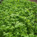 Curled Cress Seeds, NON-GMO, Peppergrass, Variety Sizes Available, Free Shipping