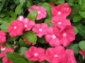 Vinca Seeds 100 Pack - Sunsplash Cherry GL - Catharanthus roseus - Non-California Shipping