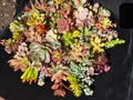 20 Fresh Organic Succulent Cuttings - Colorful Varieties - Healthy & Beautiful - Ideal for DIY Projects and Arrangements