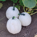 Yeti Pumpkin Seeds for Planting, 10 Seeds, White Pumpkin Variety, Cucurbita pepo, Grow 5 Pound Pumpkins