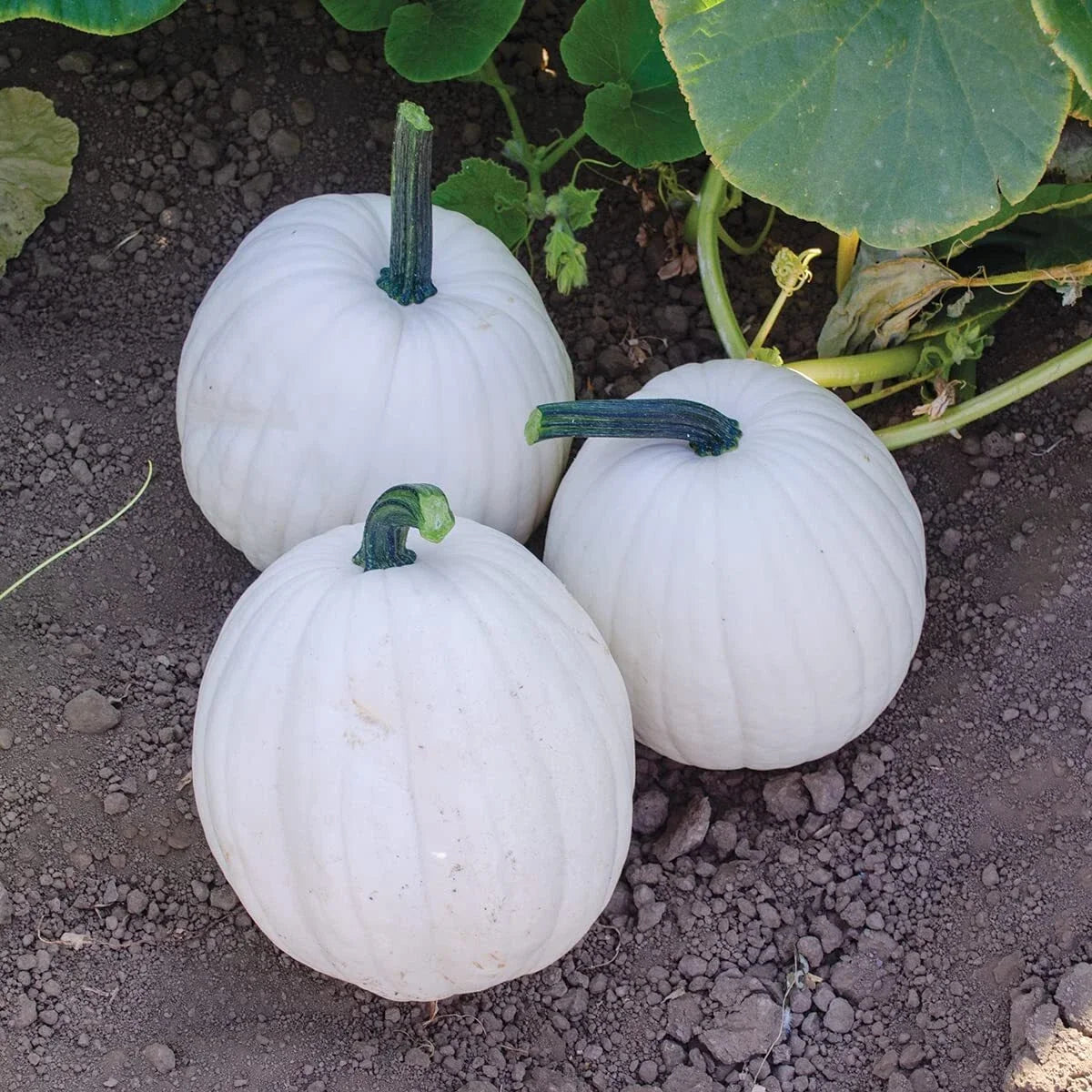 Yeti Pumpkin Seeds for Planting, 10 Seeds, White Pumpkin Variety, Cucurbita pepo, Grow 5 Pound Pumpkins