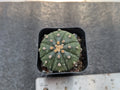 Astrophytum Asterias Rooted Cutting - 1.5 Inch Cactus - Healthy Bare-Root Plant for Succulent Lovers