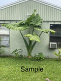 Giant Taro Plant Bare Root 20" Colocasia Elephant Ear Guaranteed Growth
