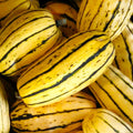 Delicata Squash Seeds - 30+ Count - Heirloom Garden Vegetable Seeds - Cucurbita pepo for 2025 Planting USA