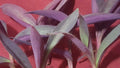 Live Purple Heart Plant Cuttings 3-5 Inches Long - Tradescantia pallida - 10 Count