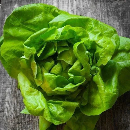 Butterhead Lettuce Seeds - Non-GMO Heirloom Vegetable Seeds - Great for Home Gardening - Lactuca sativa