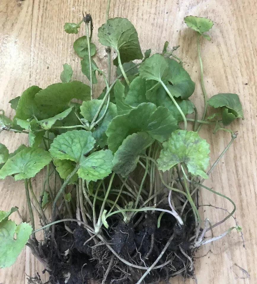 Pennywort Gotu Kola Live Plant - 10 Pieces Bare Root - Hydrocotyle asiatica - Ready to Plant