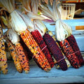 Heirloom Indian Corn Seeds - 1000+ NON-GMO Fresh Seeds - Zea mays Everta