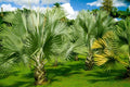 Mexican Fan Palm Tree Seeds 15 Pack Washingtonia Robusta Premium Quality