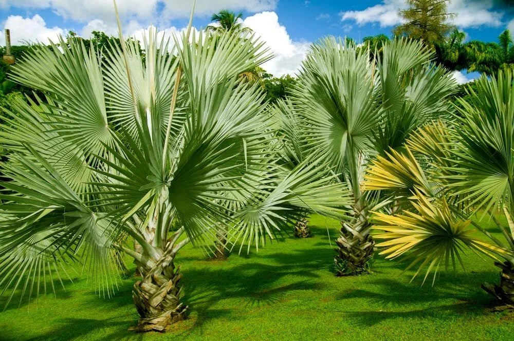 Mexican Fan Palm Tree Seeds 15 Pack Washingtonia Robusta Premium Quality
