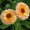 Calendula Seeds | Pink Surprise | Heirloom Edible Flowers | Organic Gardening | Calendula officinalis