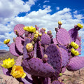 Purple Cactus Seeds - 10 Pack - Opuntia Santa Rita Prickly Pear Fruit - Rare Fast Hardy