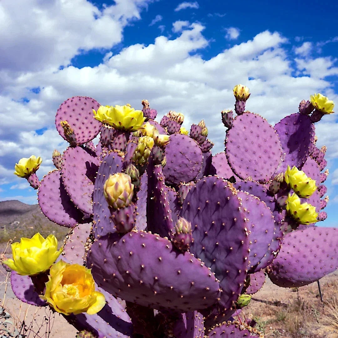 Purple Cactus Seeds - 10 Pack - Opuntia Santa Rita Prickly Pear Fruit - Rare Fast Hardy