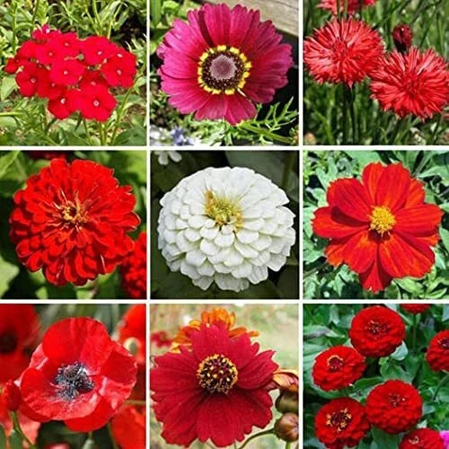 Wildflower Mix - 200+ Seeds - All Red Blend - Big Red Variety - Native Wildflowers for Gardens (Various Scientific Names)