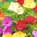 Four O'Clock Mix Wildflower Seeds for Pollinators, Fragrant Night Blooms, Perennial, 40+ Seeds, Mirabilis jalapa