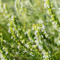 Hyssop Seeds 100 Count White Perennial Herb (Hyssopus officinalis) - Non-Californian Shipping